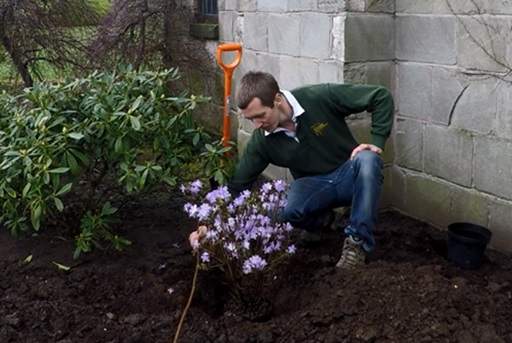 Using cane to check depth of rhododendron planting hole